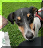 Nachbars Hund zu Besuch